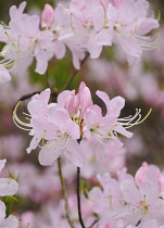 Rhododendron.