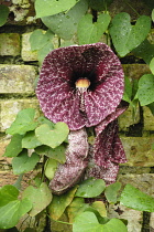 Pelicanflower, Aristolochia grandiflora.