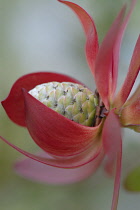 Protea, Leucadendron protecea 'Safari sunset'.