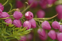 Redboronia, Boronia heterophylla.