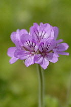 Pelargonium, Pelargonium capitatum.