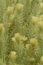 Featherhead, Phylica pubescens.