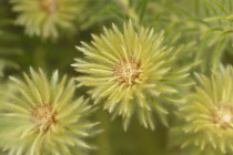 Featherhead, Phylica pubescens.