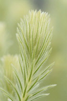 Featherhead, Phylica pubescens.