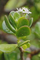 Jade plant, Money plant, Crassula ovata.