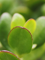 Jade plant, Money plant, Crassula ovata.