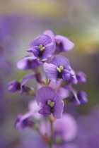 Sarsaparilla, Australian, Hardenbergia violacea.