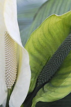 Peacelily, Spathiphyllum wallisii.