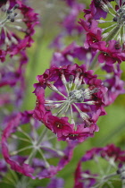 Primrose, Primula, Candelabra primrose, Primula japonica.