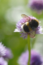 Chive, Allium schoenoprasum.