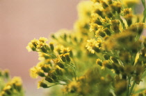 Goldenrod, Solidago.