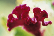 Cock's Comb, Celosia argentea.