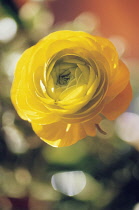 Ranunculus.