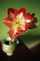 Amaryllis, Hippeastrum.