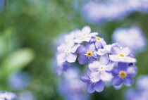 Forget-me-not, Myosotis.