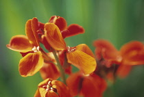 Wallflower, Erysimum cheiri.