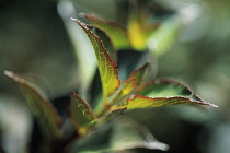 Weigela, Weigela florida 'Foliis purpureis'.