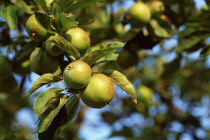 Apple, Malus domestica.