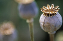 Poppy, Opium poppy, Papaver somniferum.