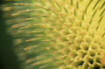 Teasel, Dipsacus fullonum.