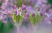 Allium, Allium cristophii.