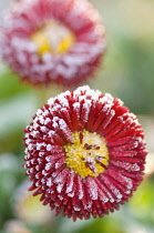 Daisy, Bellis perennis 'Bellisima red'.