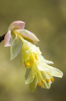 Hazel, Winter hazel, Corylopsis pauciflora.