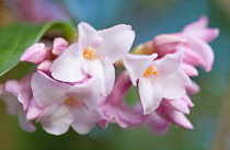 Daphne, Daphne bholua 'Jacqueline Postill'.