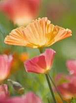 Poppy, Californian poppy, Eschscholzia californica.