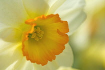 Daffodil, Narcissus.