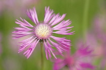 Knapweed, Centaurea.