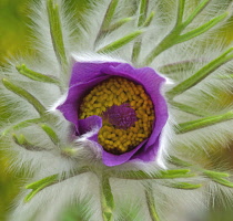 Pasque flower, Pulsatilla vulgaris.
