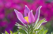 Pasque flower, Pulsatilla zimmermannii.