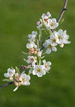 Pear, Pyrus salicifolia 'Pendula'.