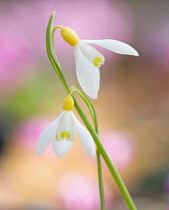 Snowdrop, Galanthus 'Spindlestone Suprise'.