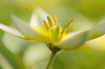 Tulip, Tulipa 'Tarda'.