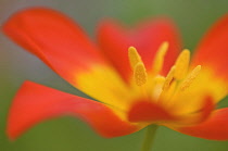 Tulip, Tulipa 'Vvedenskyi'.