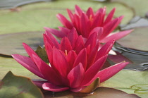 Waterlily, Nymphaea 'Escarboucle'.