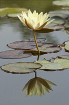 Waterlily, Nymphaea odorata 'Sulphurea Grandiflora'.