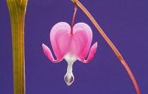 Bleedingheart, Dicentra spectabilis.