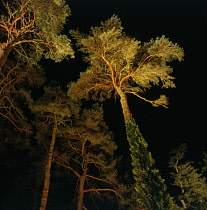 Pine, Scots pine, Pinus sylvestris.