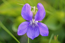 Violet, Sweet violet, Viola odorata.