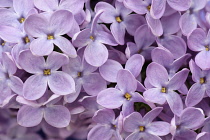 Lilac, Syringa.