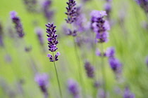 Lavender, Lavandula.