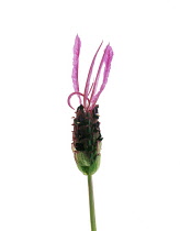 Lavender, French lavender, Lavandula stoechas.