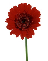 Gerbera.