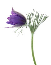 Pasque flower, Pulsatilla vulgaris.