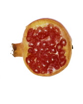 Pomegranate, Punica granatum.