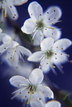 Blackthorn, Sloe, Prunus spinosa.