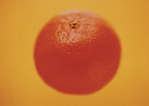 Orange, Citrus sinensis.